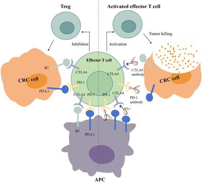 Immunotherapy for colorectal cancer